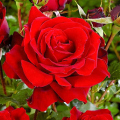 Dargovská ruža