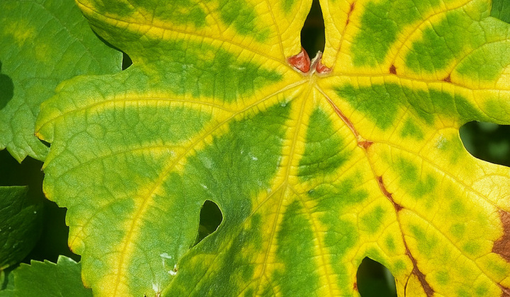 Fotka - Zlaté žltnutie viniča