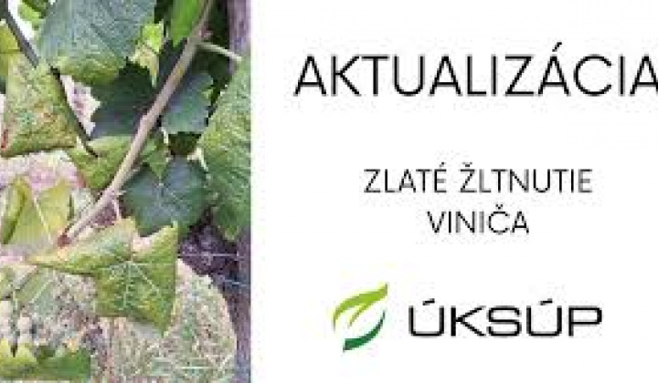 Fotka - Zlaté žltnutie viniča - termíny ošetrovania proti vektorom